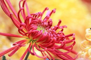 国产爆菊花,绽放民族特色的创新之花